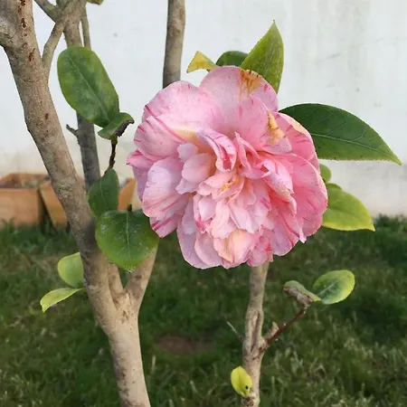 Casa Da Varzea - Atelier *